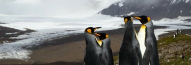 Premium Fly and Cruise Antarctica Tours