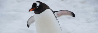 Penguin Chick on a Budget-Friendly Antarctica Cruise