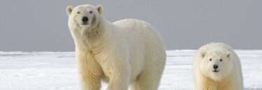 Polar Bears on Wildlife Boat Trip