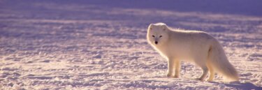 Arctic Wildlife Boat Expeditions