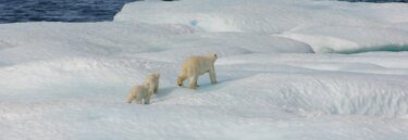 Polar Bears on Arctic Expeditions