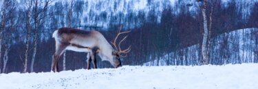 Luxury Arctic Boat Expeditions